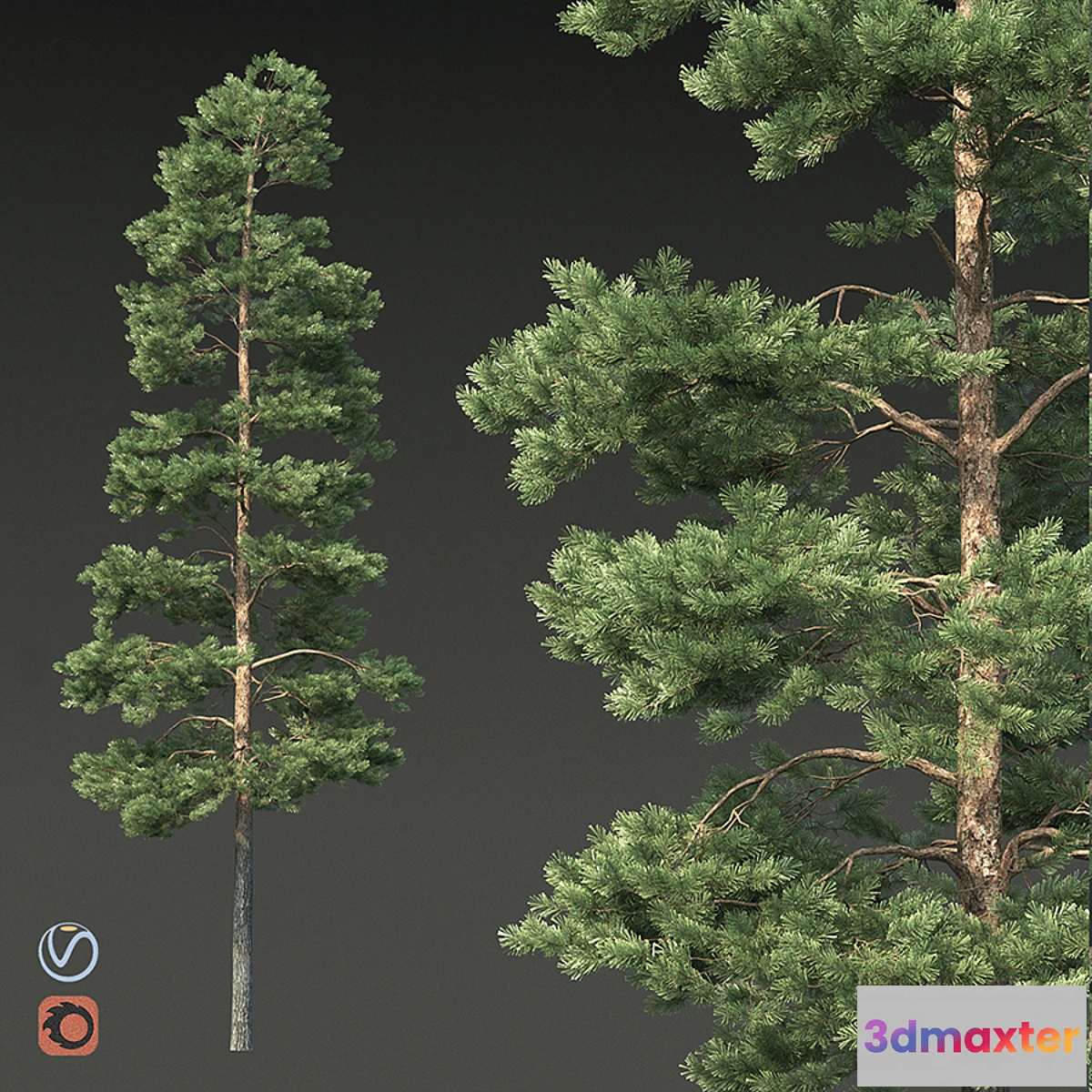 1350503 - Pine - No.6 3D Max