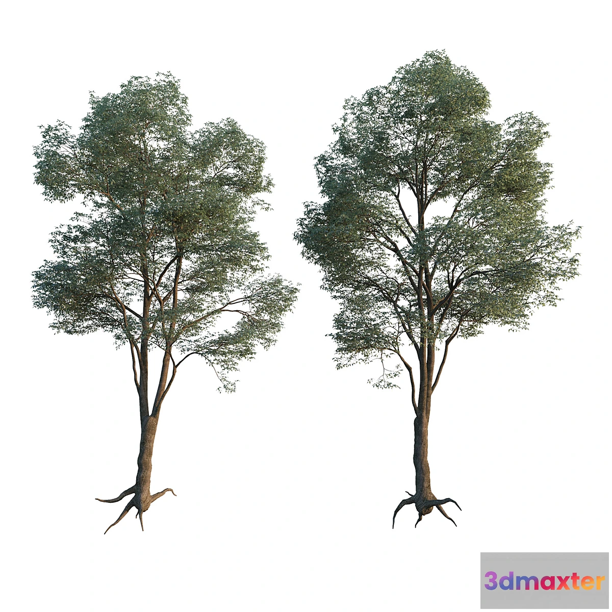 1352098 - Common Tree model 1 3D Max