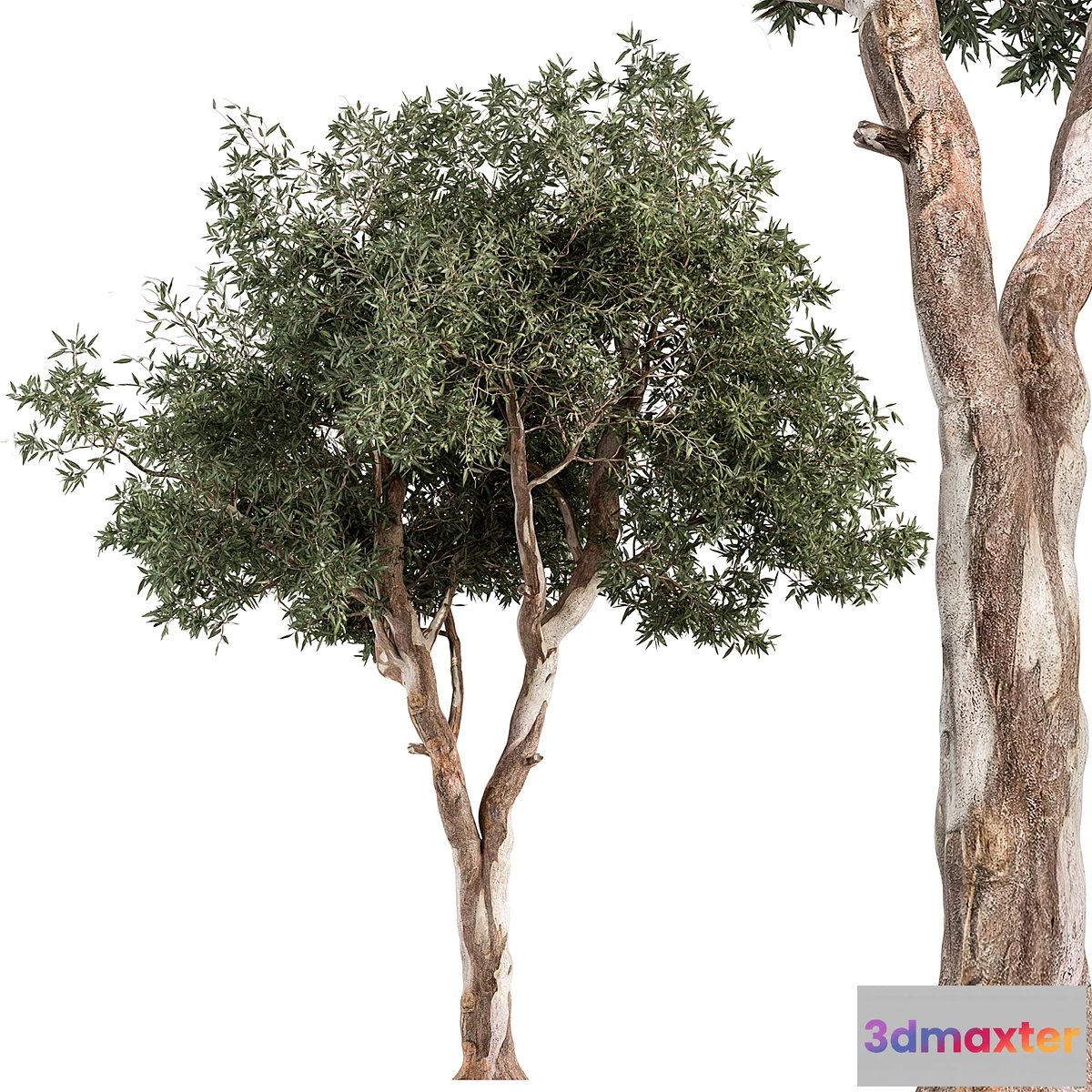 1353781 - RedGum Tree - Tree Set 175 3D Max