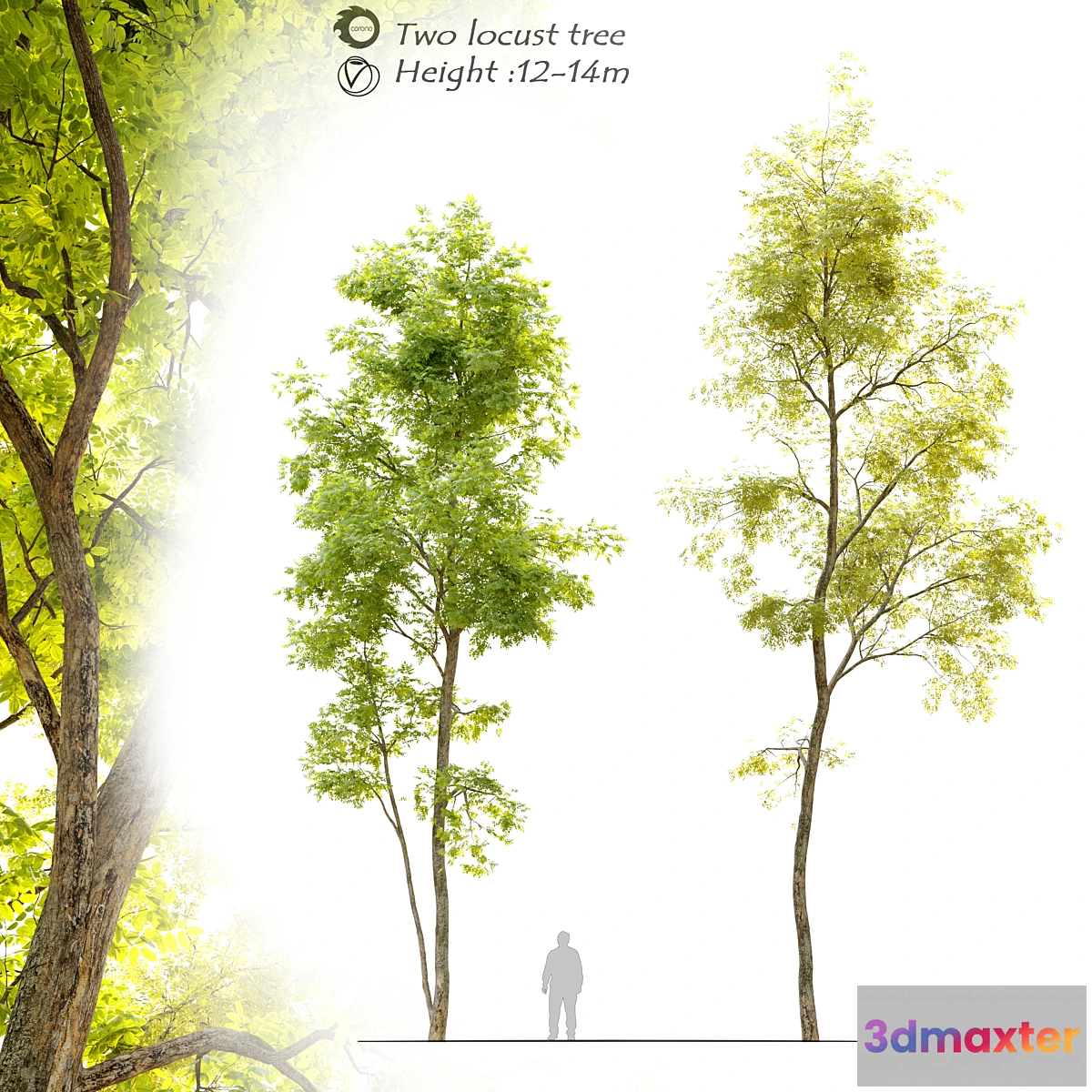 1354154 - Two locust tree 3D Max