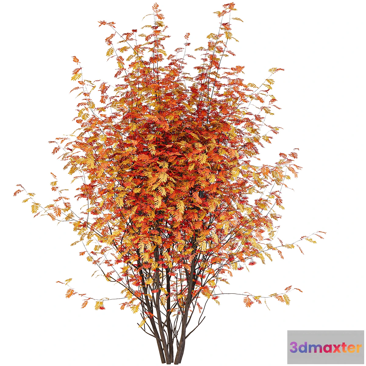 1354605 - Street Tree vol. 2 - Mountain Ash - No.2 3D Max