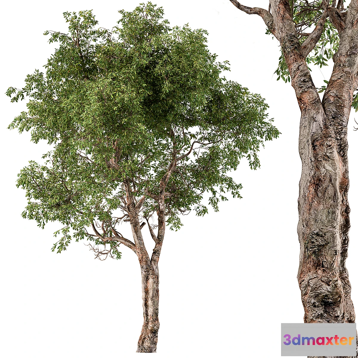 1355446 - Broadleaf Tree Set 217 - No.2 3D Max