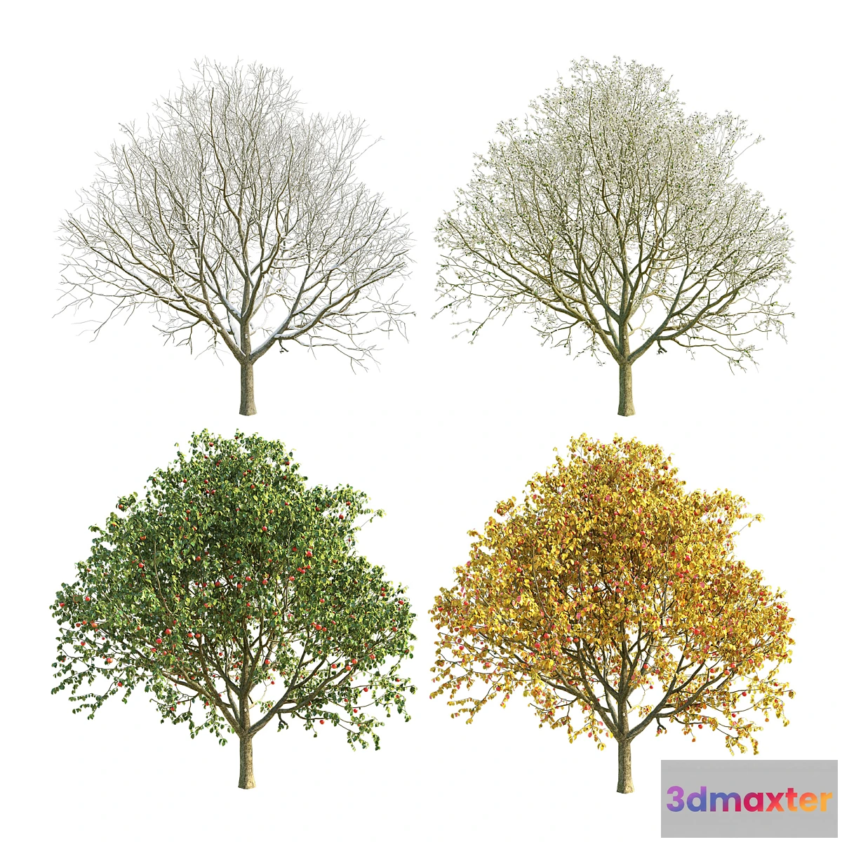 1356632 - Apple tree 3 season - No.2 3D Max