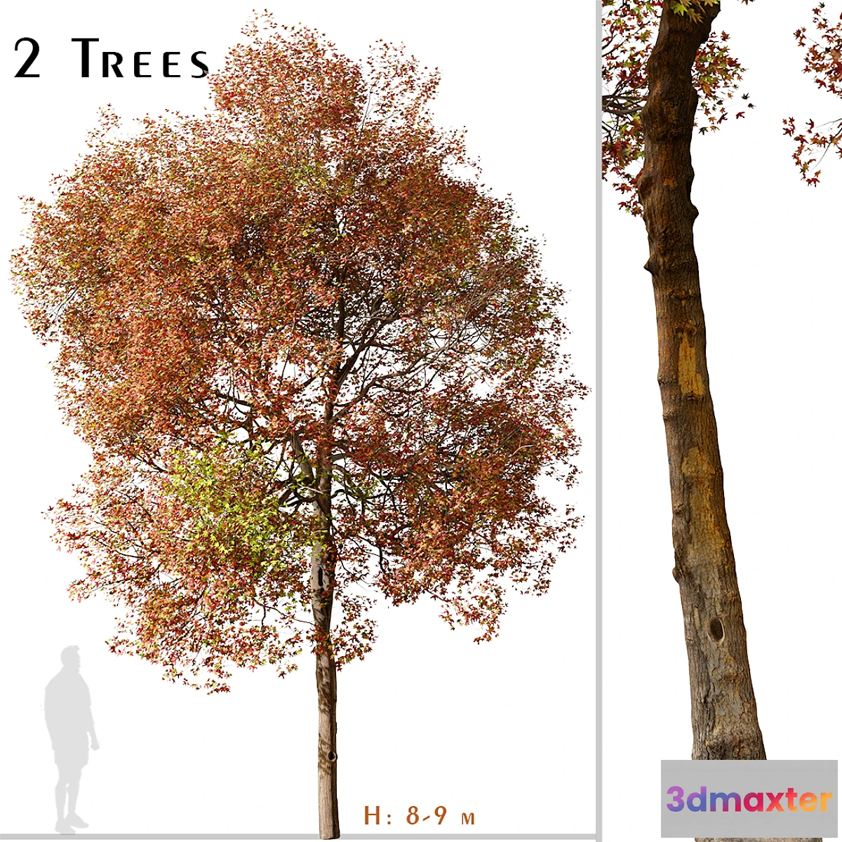 1356809 - Set of American Sweet Gum Tree (Liquidambar styraciflua) (2 Trees) 3D Max