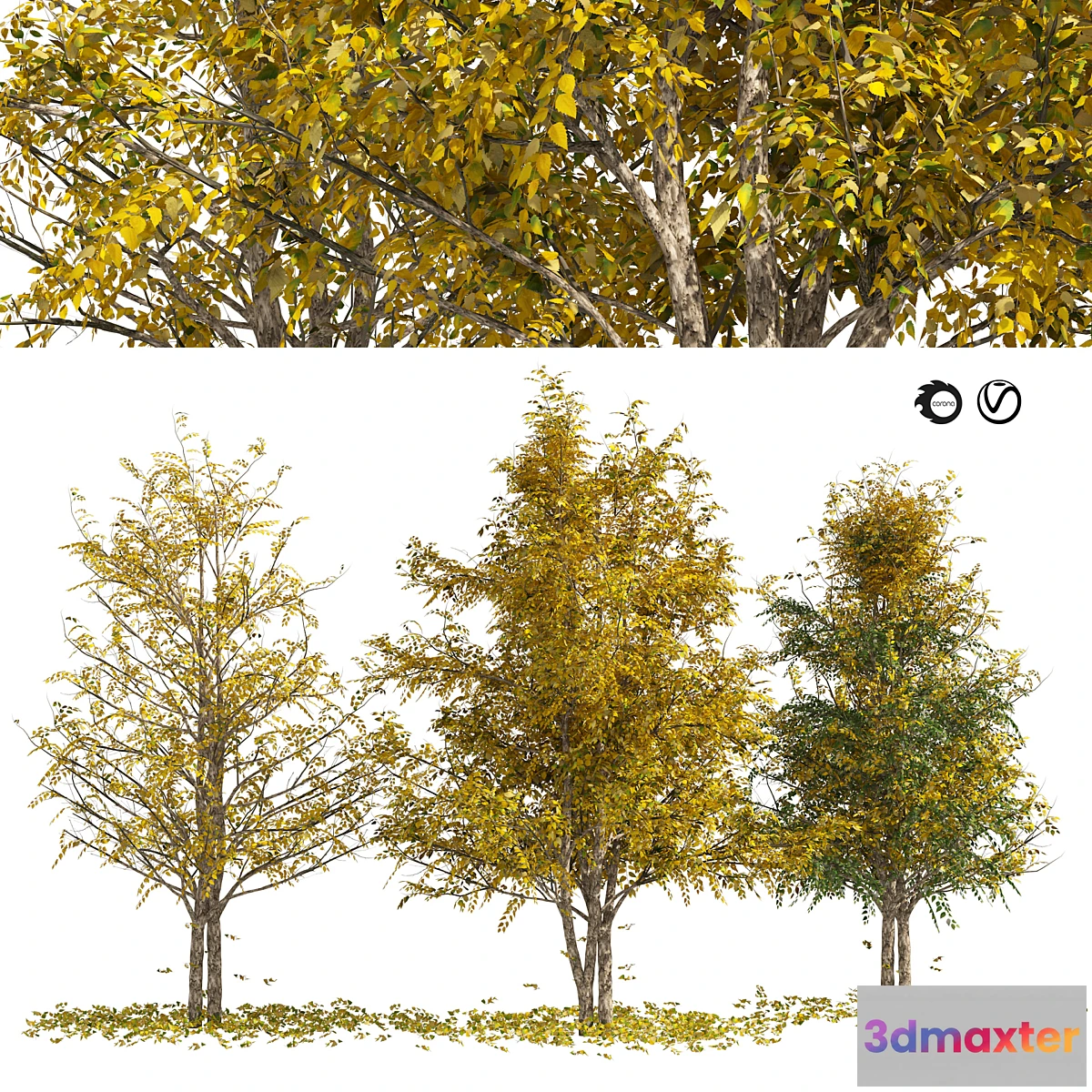 1356929 - Fall Water birch Trees - No.2 3D Max