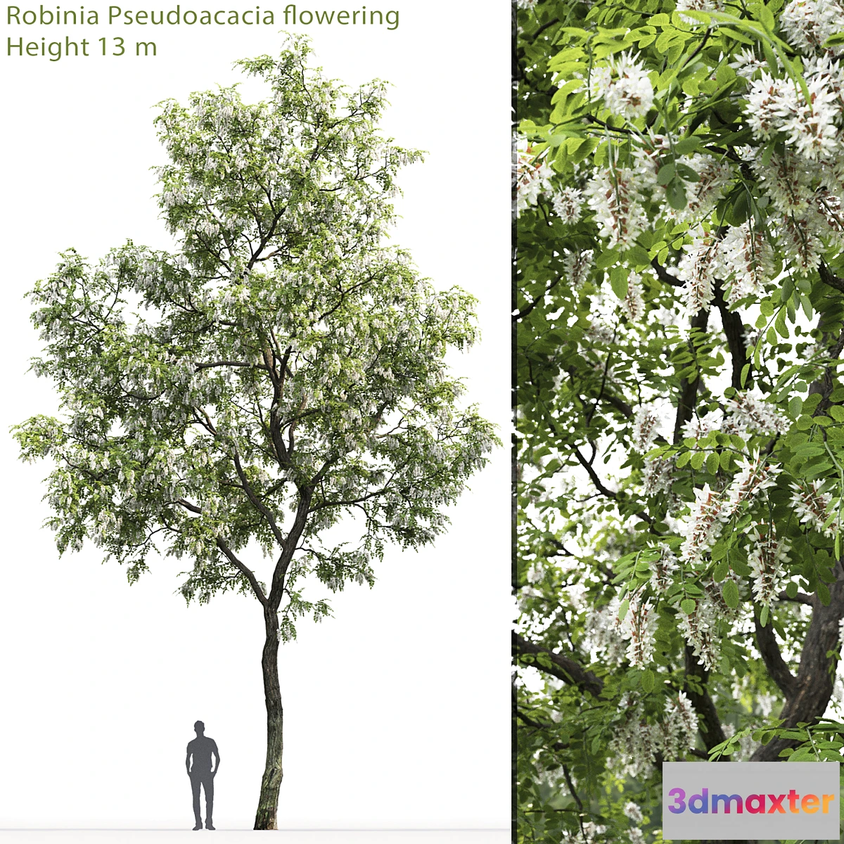 1356985 - Robinia 3D Max