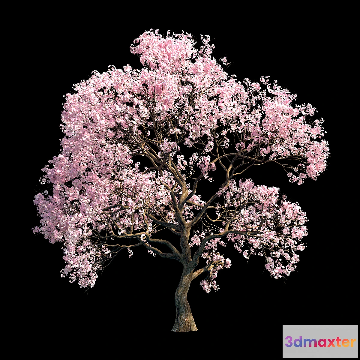 1357103 - Sakura 9 3D Max