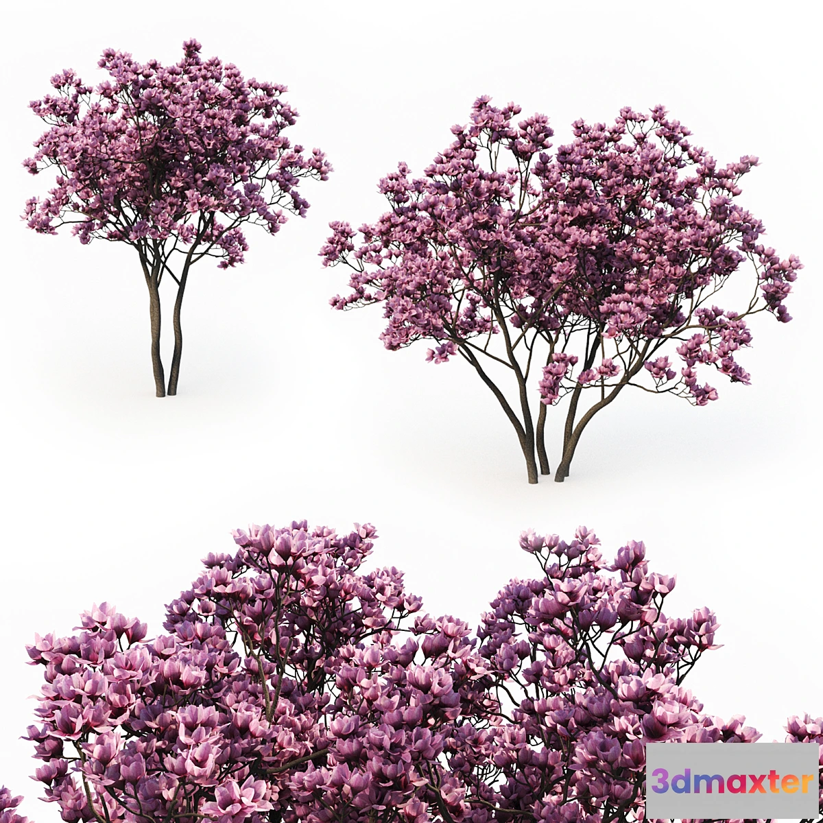 1357721 - Magnolia Liliflora (3m) 2 Tree Set 3D Max