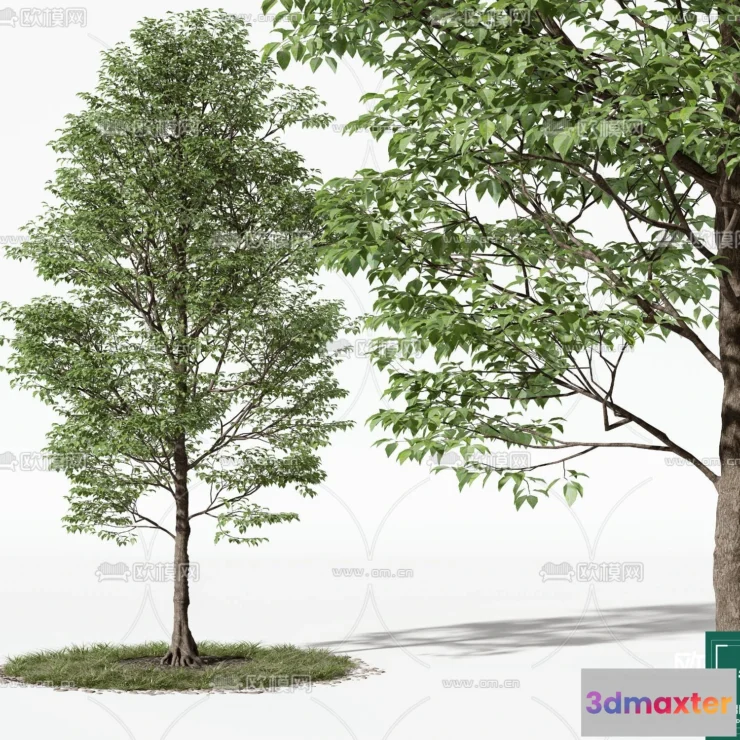 1364343 - Tree 3D Models - Exterior and Architecture 3DS Max - 001 3D Max