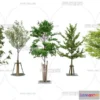 1364413 - Tree 3D Models - Exterior and Architecture 3DS Max - 002 3D Max