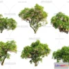 1364628 - Tree 3D Models - Exterior and Architecture 3DS Max - 005 3D Max