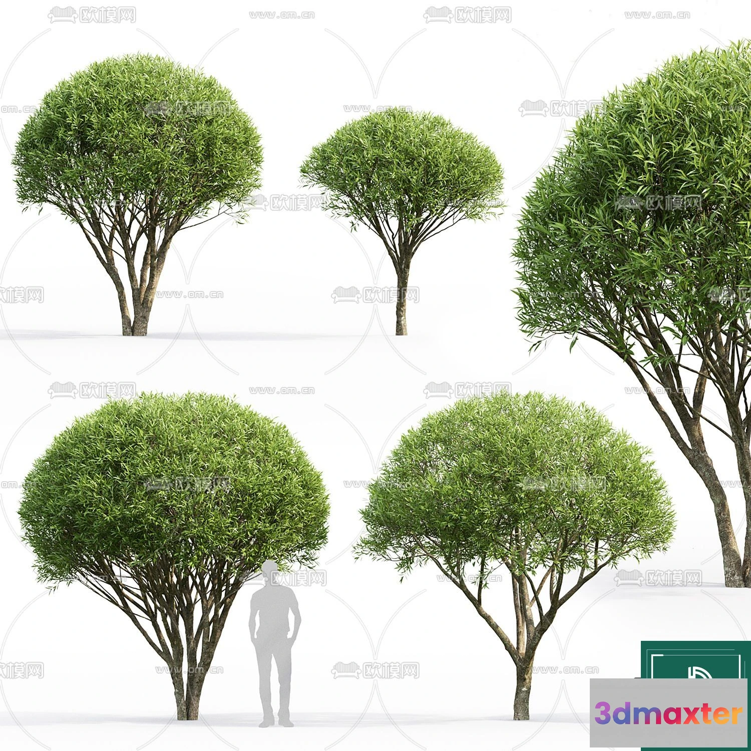 1364690 - Tree 3D Models - Exterior and Architecture 3DS Max - 006 3D Max