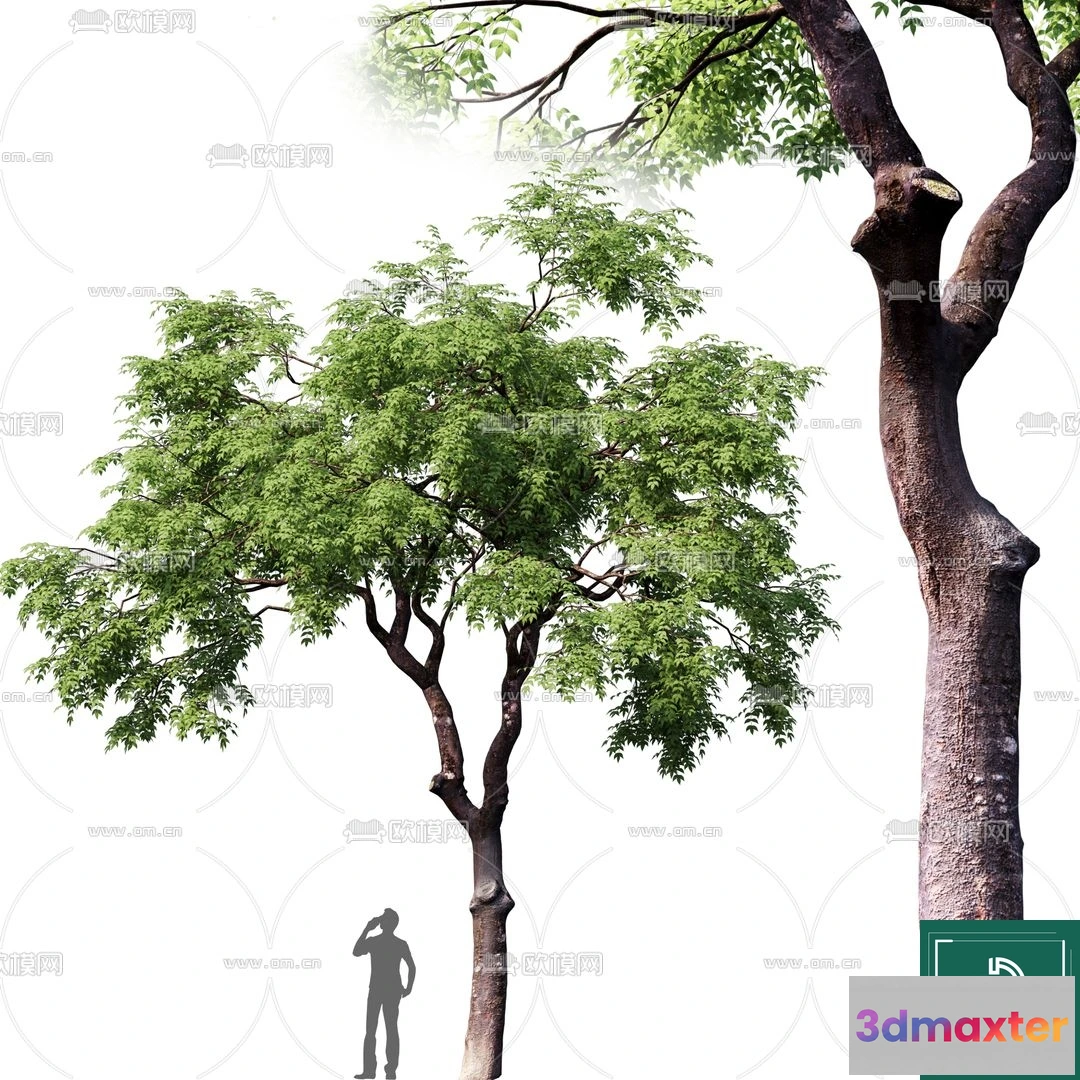 1364824 - Tree 3D Models - Exterior and Architecture 3DS Max - 008 3D Max