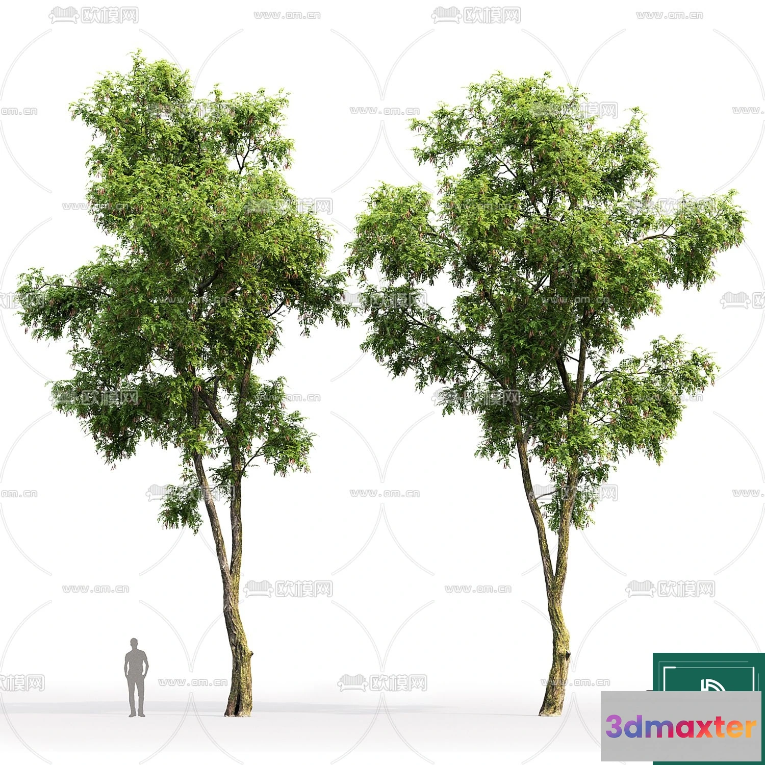 1364900 - Tree 3D Models - Exterior and Architecture 3DS Max - 009 3D Max