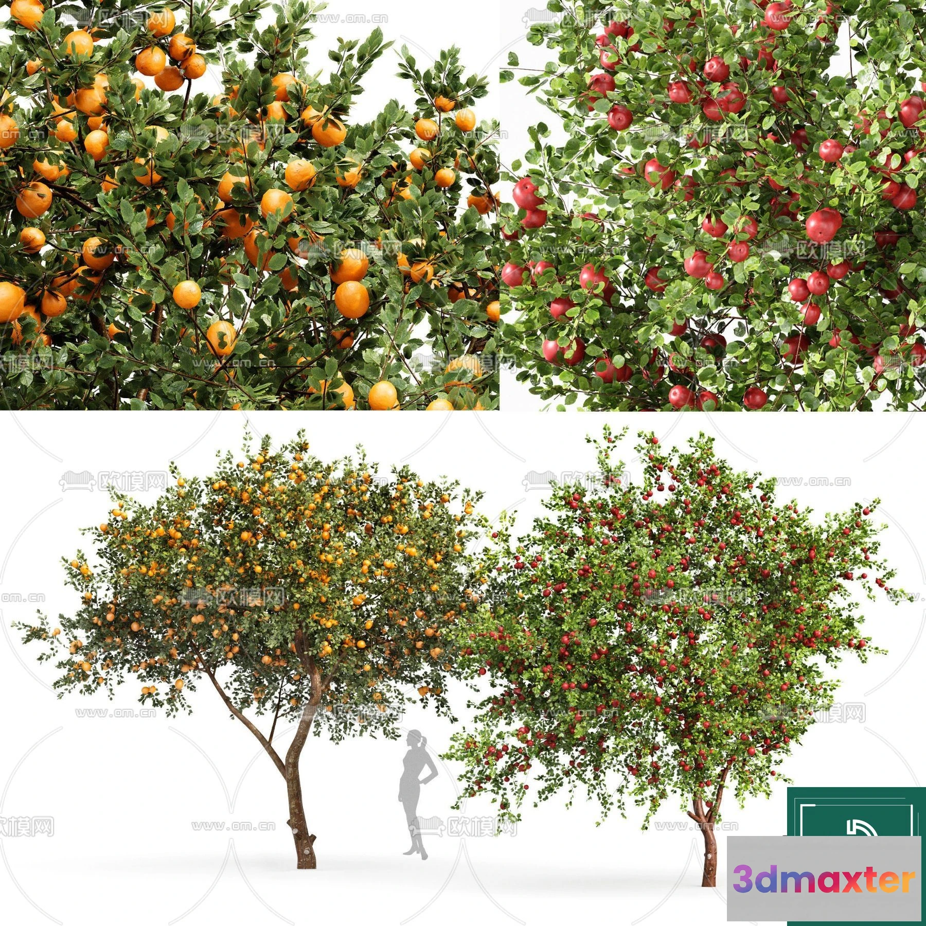 1364968 - Tree 3D Models - Exterior and Architecture 3DS Max - 010 3D Max