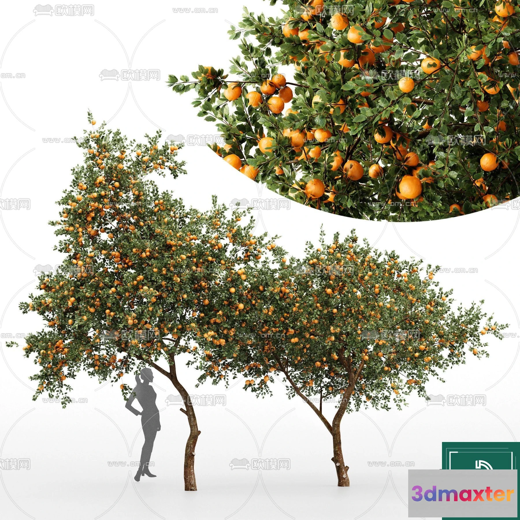 1365043 - Tree 3D Models - Exterior and Architecture 3DS Max - 011 3D Max