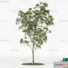 1365112 - Tree 3D Models - Exterior and Architecture 3DS Max - 012 3D Max