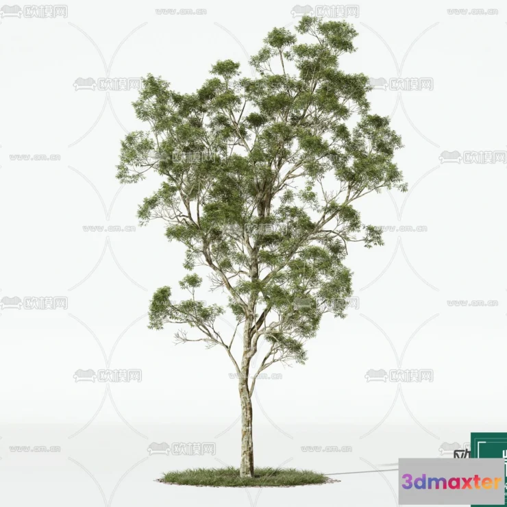 1365112 - Tree 3D Models - Exterior and Architecture 3DS Max - 012 3D Max