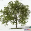 1365182 - Tree 3D Models - Exterior and Architecture 3DS Max - 013 3D Max