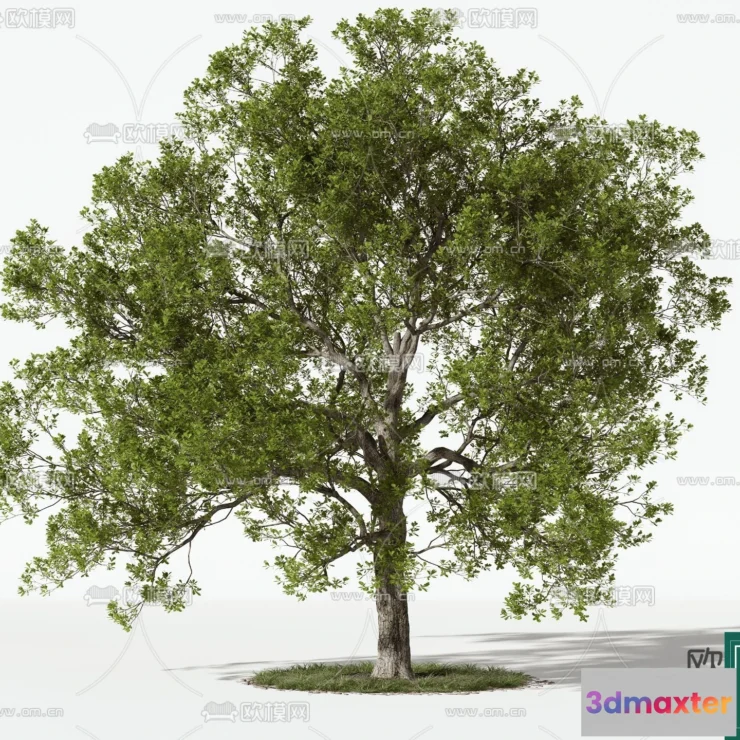 1365182 - Tree 3D Models - Exterior and Architecture 3DS Max - 013 3D Max