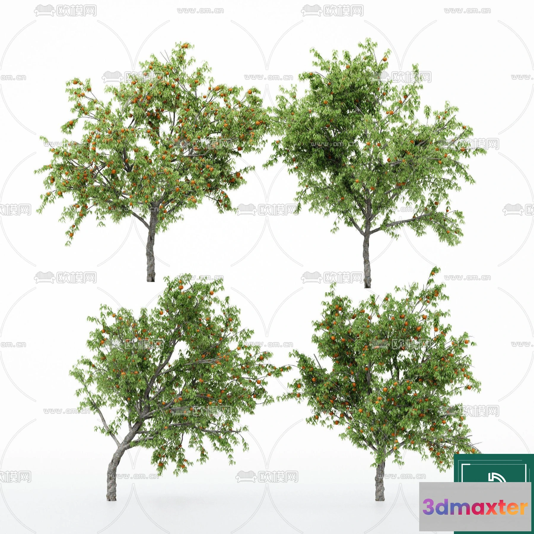 1365258 - Tree 3D Models - Exterior and Architecture 3DS Max - 014 3D Max