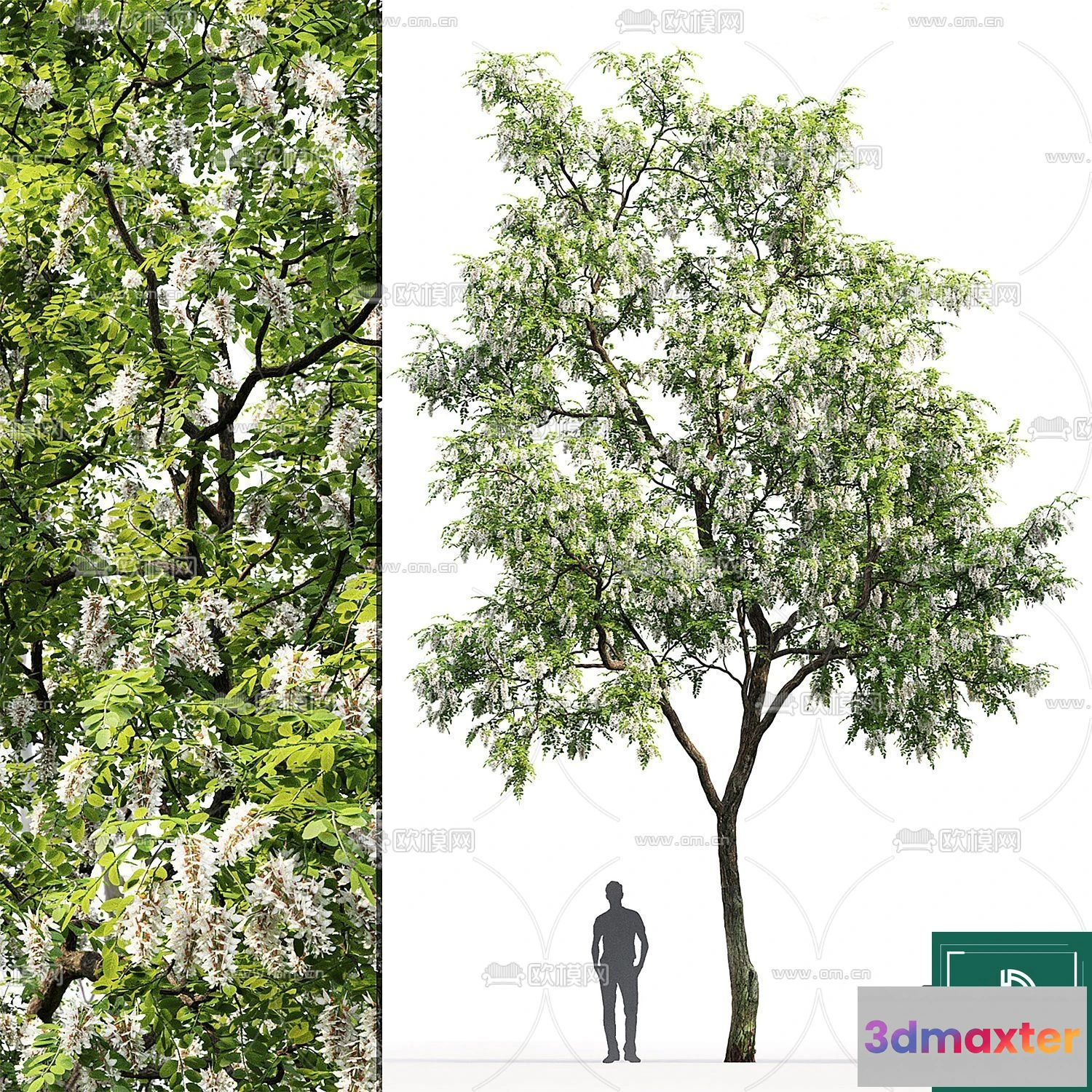 1365323 - Tree 3D Models - Exterior and Architecture 3DS Max - 015 3D Max