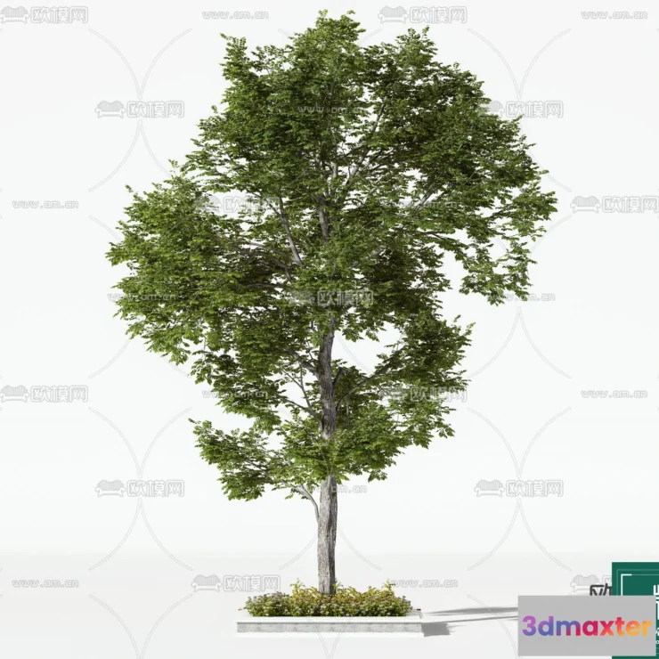 1365455 - Tree 3D Models - Exterior and Architecture 3DS Max - 017 3D Max
