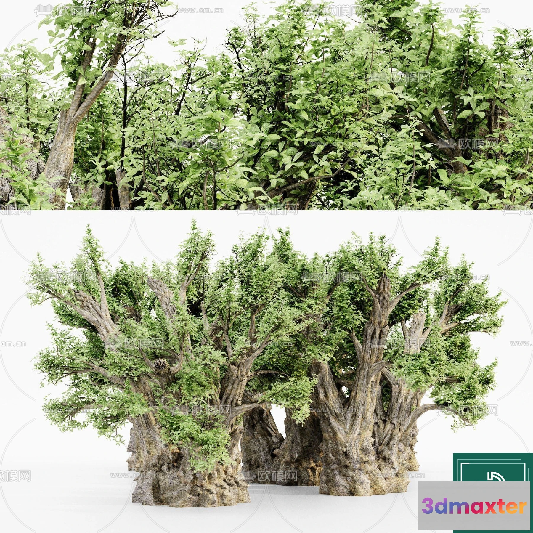 1365523 - Tree 3D Models - Exterior and Architecture 3DS Max - 018 3D Max