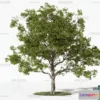 1365647 - Tree 3D Models - Exterior and Architecture 3DS Max - 020 3D Max