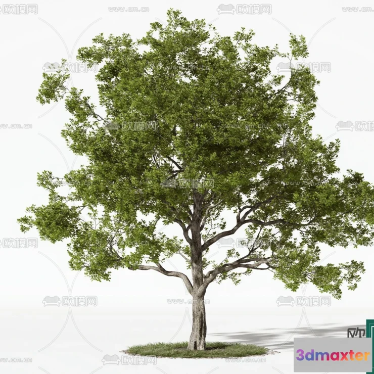 1365647 - Tree 3D Models - Exterior and Architecture 3DS Max - 020 3D Max