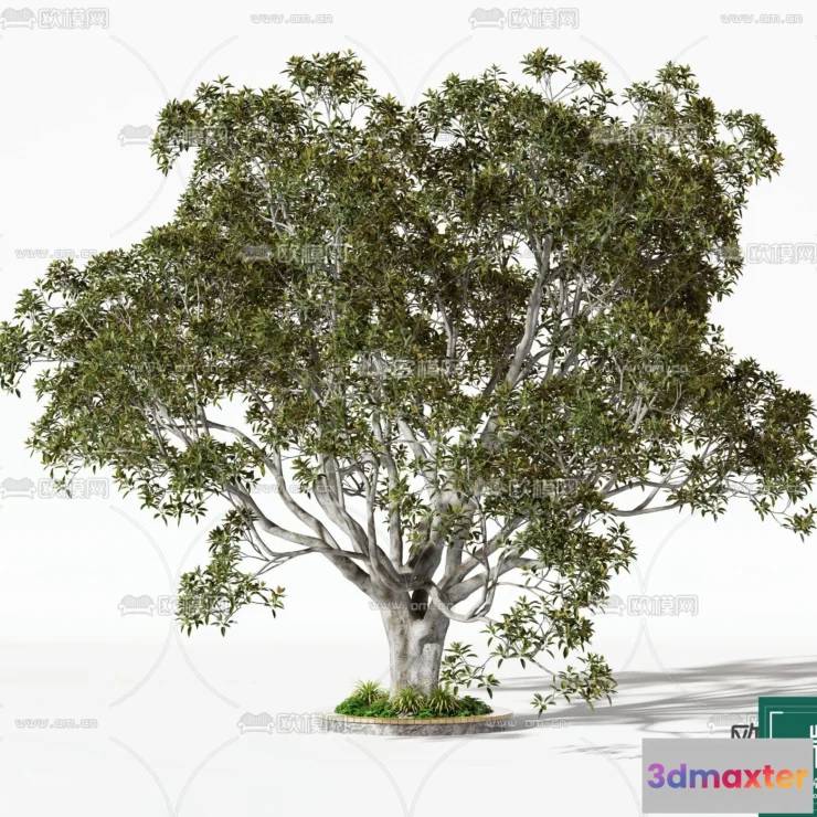 1365712 - Tree 3D Models - Exterior and Architecture 3DS Max - 021 3D Max