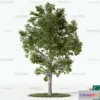 1365776 - Tree 3D Models - Exterior and Architecture 3DS Max - 022 3D Max