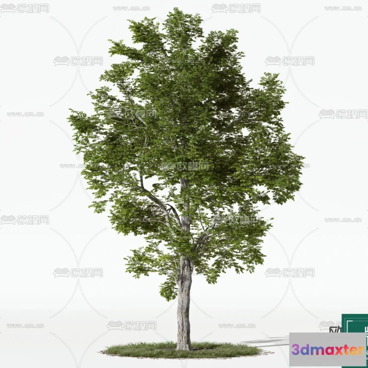 1365776 - Tree 3D Models - Exterior and Architecture 3DS Max - 022 3D Max