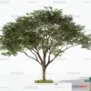 1365852 - Tree 3D Models - Exterior and Architecture 3DS Max - 023 3D Max