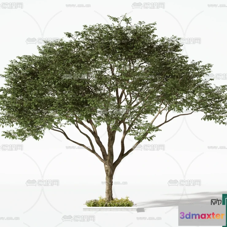 1365852 - Tree 3D Models - Exterior and Architecture 3DS Max - 023 3D Max