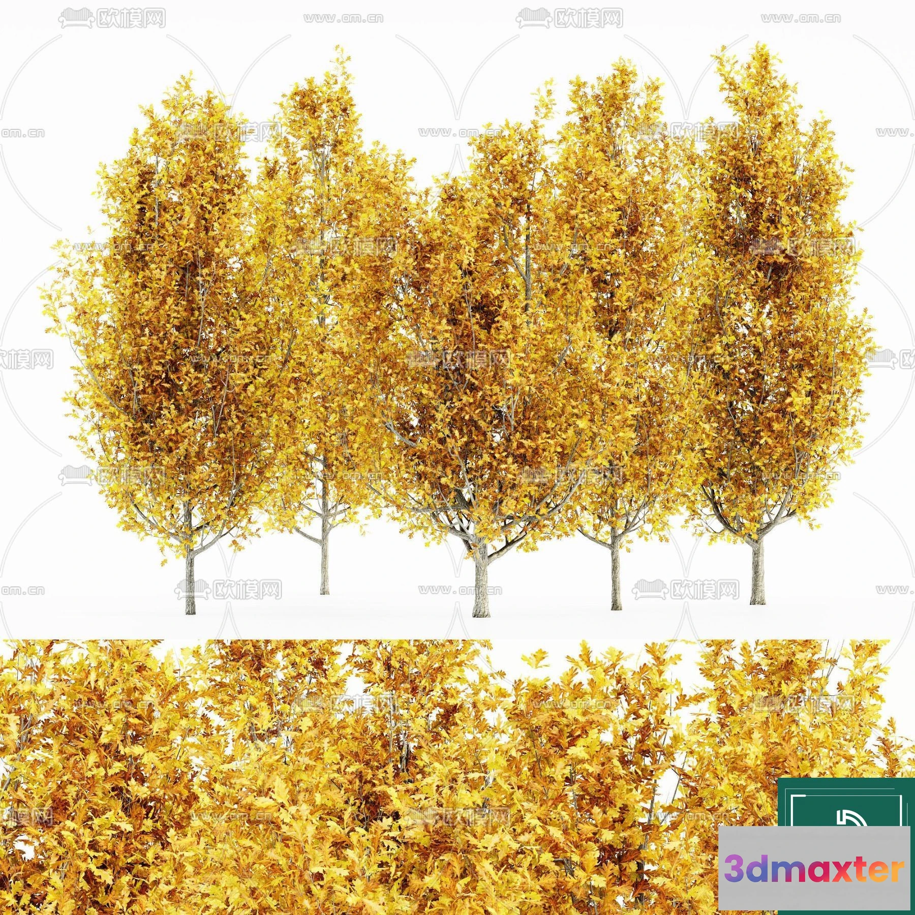 1366045 - Tree 3D Models - Exterior and Architecture 3DS Max - 026 3D Max