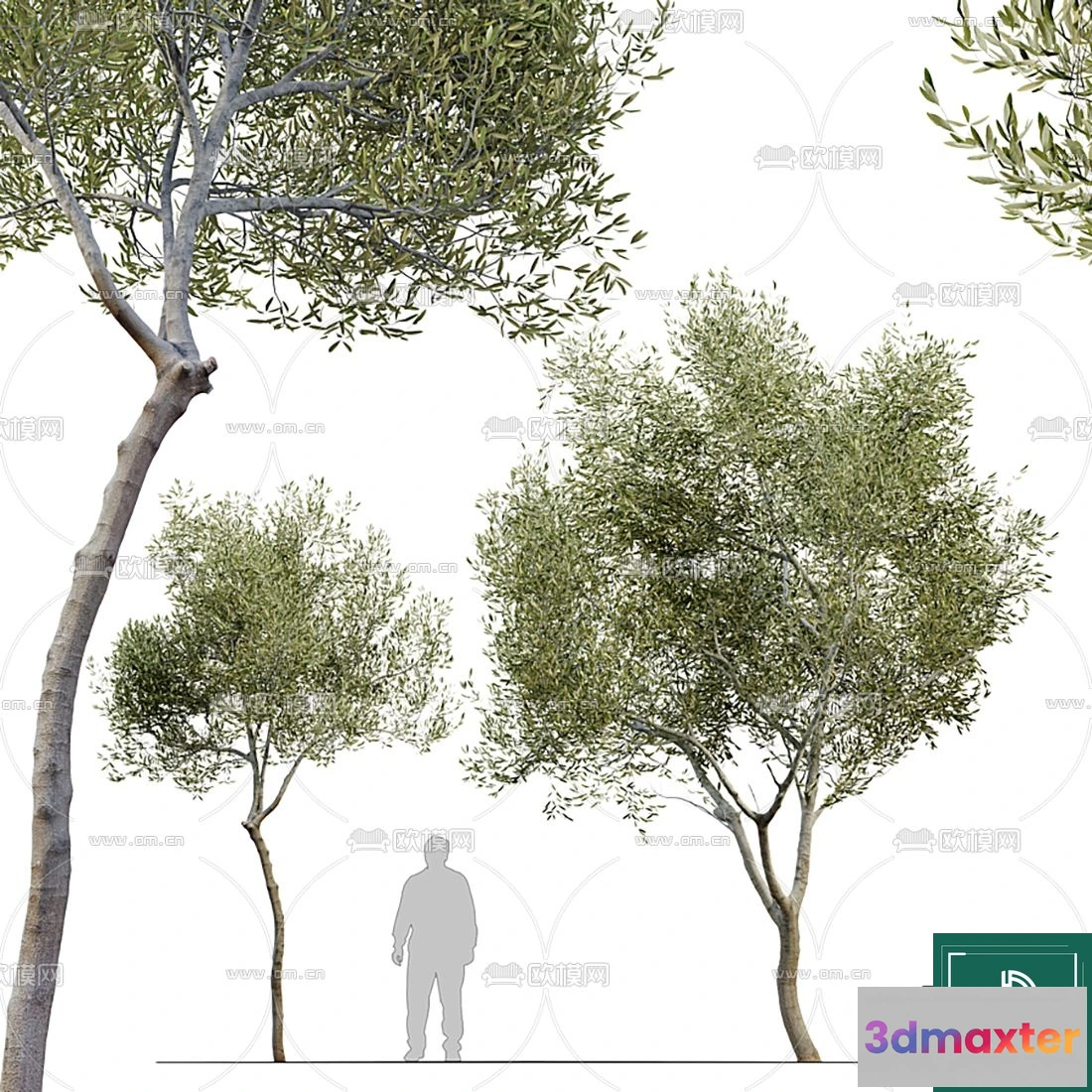 1366116 - Tree 3D Models - Exterior and Architecture 3DS Max - 027 3D Max