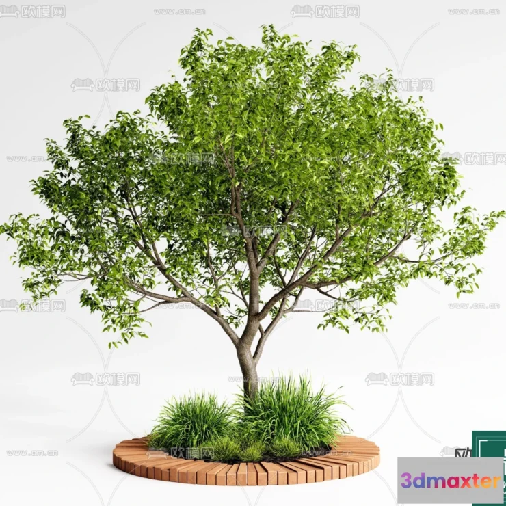 1366327 - Tree 3D Models - Exterior and Architecture 3DS Max - 030 3D Max