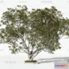 1366390 - Tree 3D Models - Exterior and Architecture 3DS Max - 031 3D Max