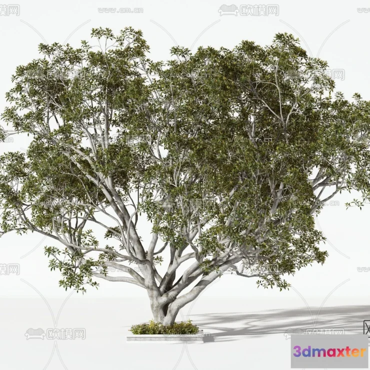 1366390 - Tree 3D Models - Exterior and Architecture 3DS Max - 031 3D Max