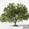 1366454 - Tree 3D Models - Exterior and Architecture 3DS Max - 032 3D Max