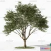 1366522 - Tree 3D Models - Exterior and Architecture 3DS Max - 033 3D Max