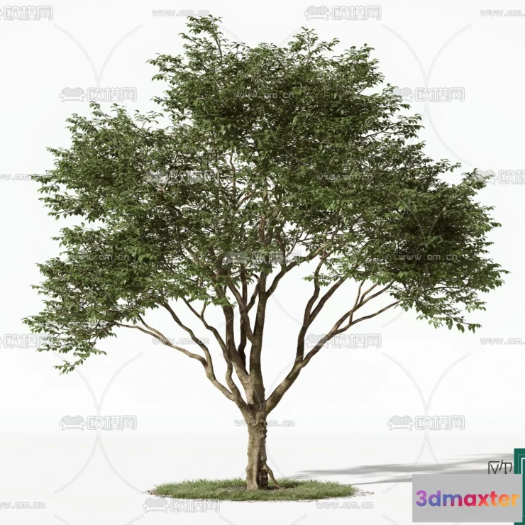 1366522 - Tree 3D Models - Exterior and Architecture 3DS Max - 033 3D Max