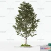 1366572 - Tree 3D Models - Exterior and Architecture 3DS Max - 034 3D Max