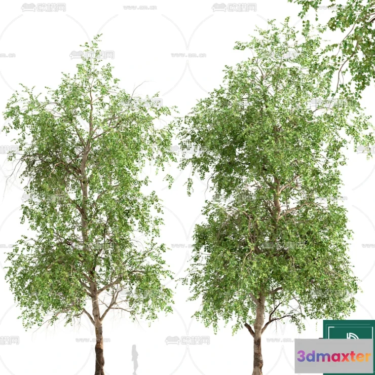 1366637 - Tree 3D Models - Exterior and Architecture 3DS Max - 035 3D Max