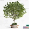 1366708 - Tree 3D Models - Exterior and Architecture 3DS Max - 036 3D Max