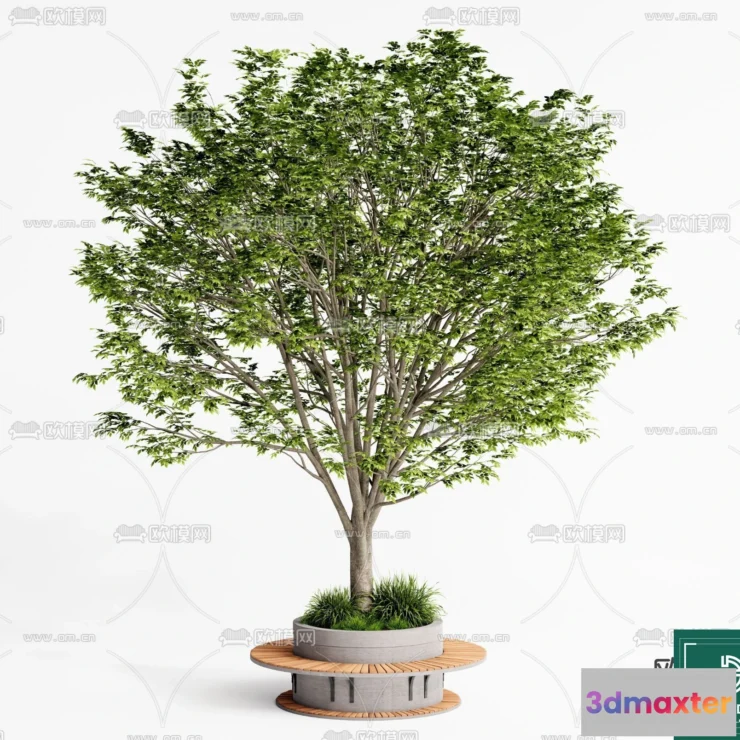 1366708 - Tree 3D Models - Exterior and Architecture 3DS Max - 036 3D Max