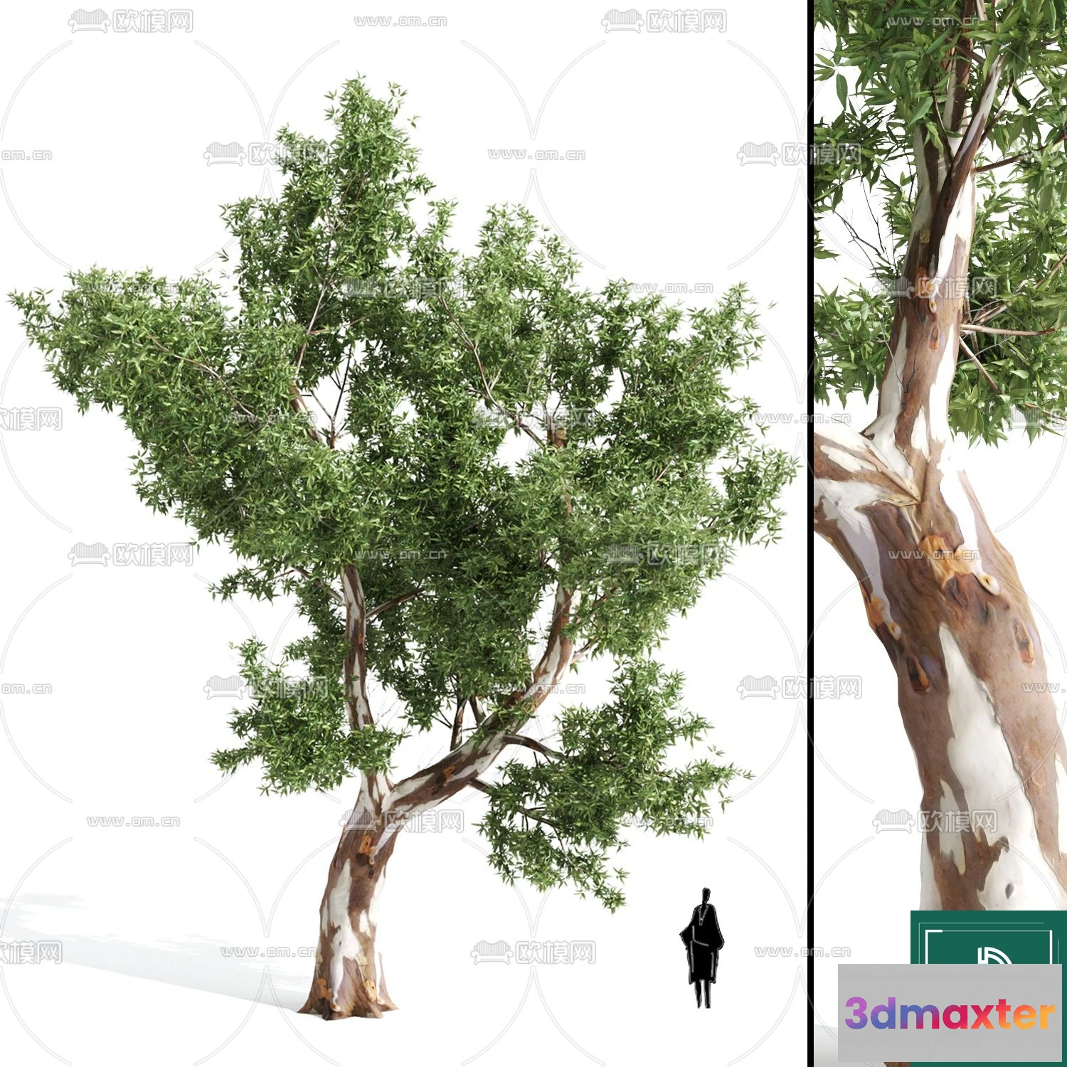 1366780 - Tree 3D Models - Exterior and Architecture 3DS Max - 037 3D Max