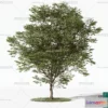 1366985 - Tree 3D Models - Exterior and Architecture 3DS Max - 040 3D Max
