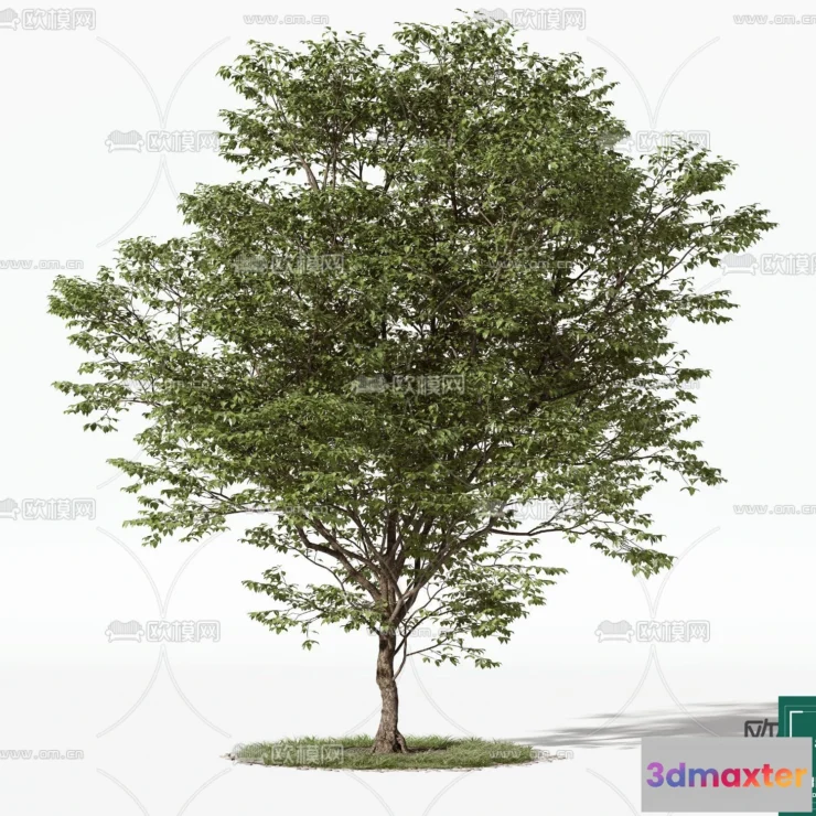 1366985 - Tree 3D Models - Exterior and Architecture 3DS Max - 040 3D Max